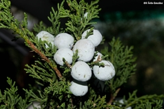 Juniperus deppeana zacatecensis