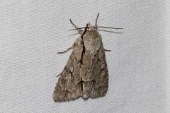 Acronicta psi