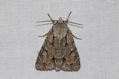 Acronicta psi