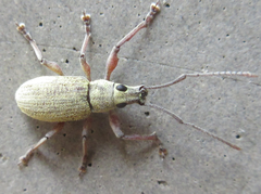 Phyllolytus variabilis