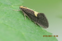 Polix coloradella
