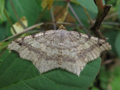 Macaria shanghaisaria