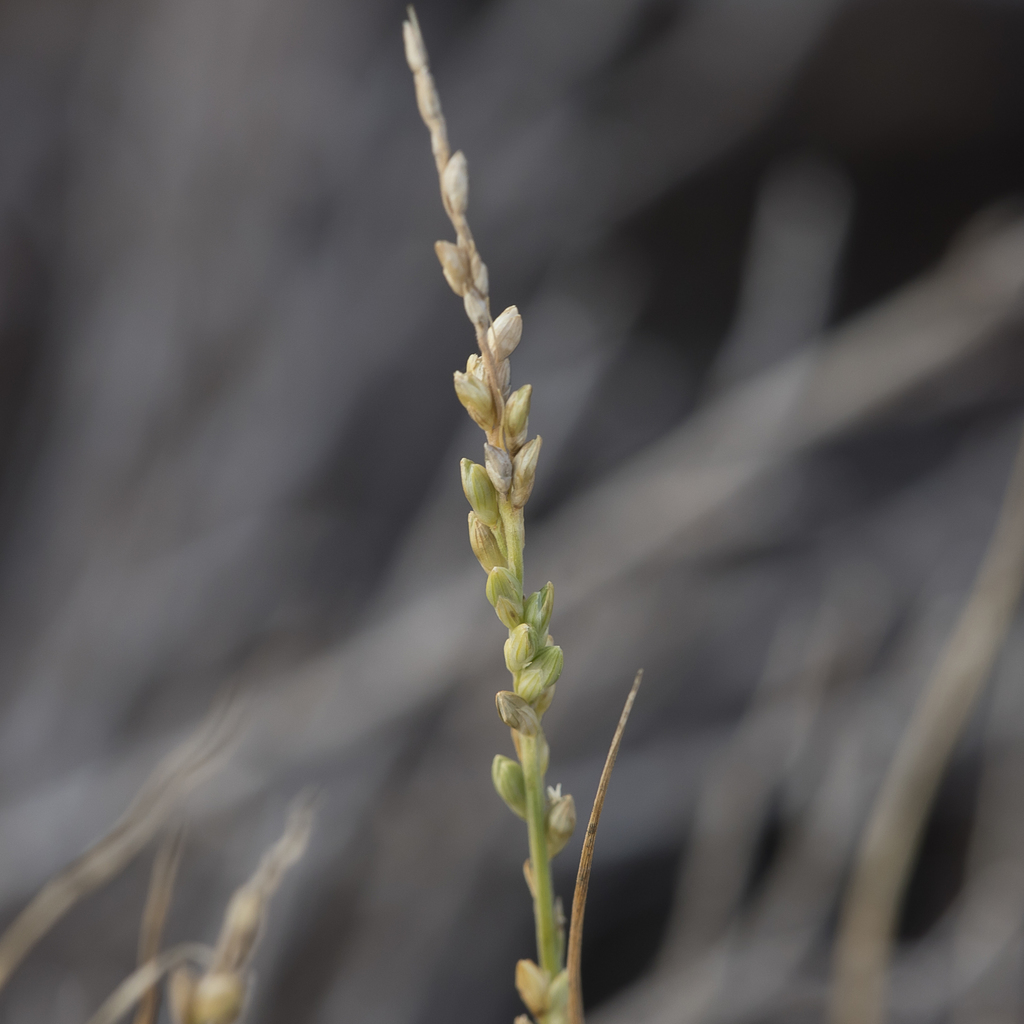 knottybutt grass