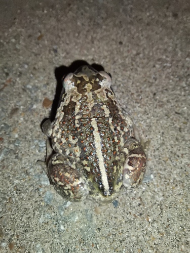 Pallas' Spadefoot, Нагаево, Уфа, Респ. Башкортостан, Россия, 450900, photo 6 of 10