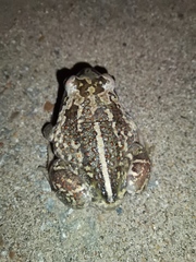 Pelobates vespertinus