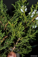 Juniperus deppeana zacatecensis