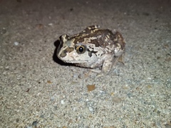 Pelobates vespertinus