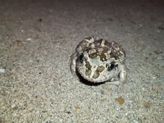 Pelobates vespertinus