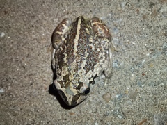 Pelobates vespertinus