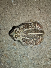 Pelobates vespertinus