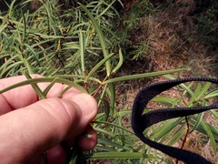 Veronica stenophylla stenophylla