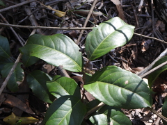 Celastrus subspicatus