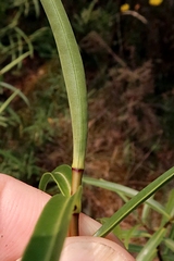 Veronica stenophylla stenophylla