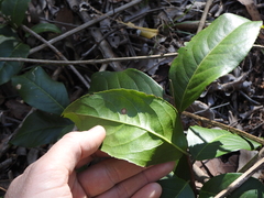 Celastrus subspicatus