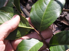 Celastrus subspicatus