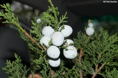 Juniperus deppeana zacatecensis