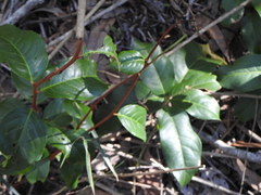 Celastrus subspicatus