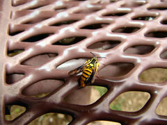 Paranthrene simulans