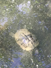 Trachemys scripta elegans