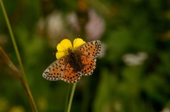 Boloria graeca