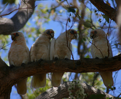 Cacatua pastinator pastinator