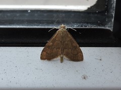 Udea fulvalis