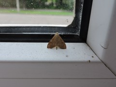 Udea fulvalis