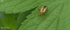Adelphocoris suturalis