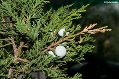 Juniperus deppeana zacatecensis