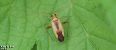 Adelphocoris suturalis