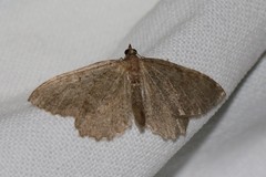 Philereme vetulata