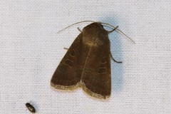 Hoplodrina blanda
