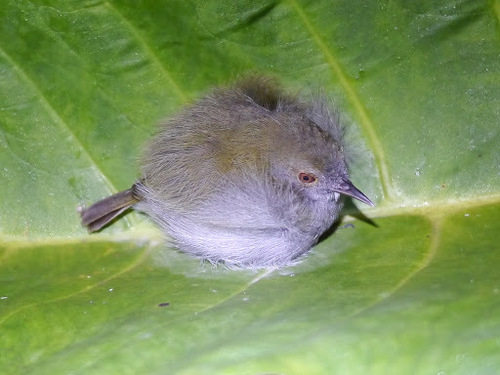 Olive-green Camaroptera (Camaroptera chloronota), photo 3