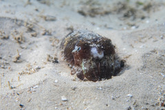 Sepia plangon