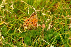 Boloria graeca
