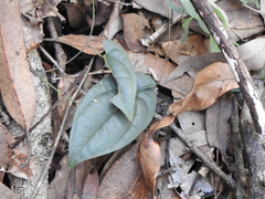 Dioscorea transversa