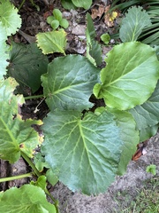 Bergenia
