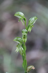 Pterostylis smaragdyna