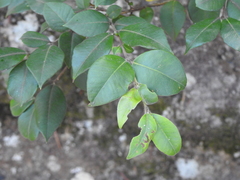 Backhousia myrtifolia