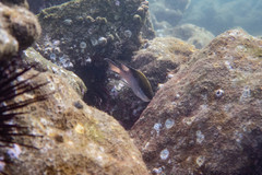 Chromis nitida