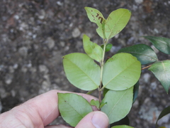 Backhousia myrtifolia