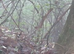 Urosphena squameiceps