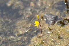 Utricularia