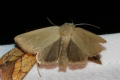 Arenostola phragmitidis