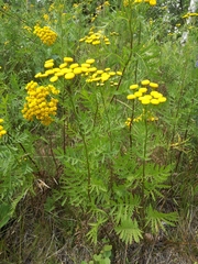 Tanacetum vulgare