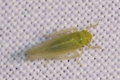 Cicadella