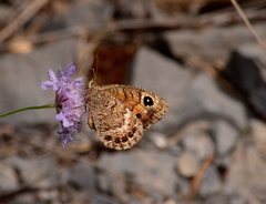Satyrus actaea