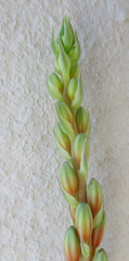 Aloe transvaalensis