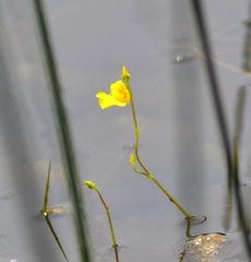Utricularia