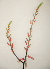 Aloe transvaalensis
